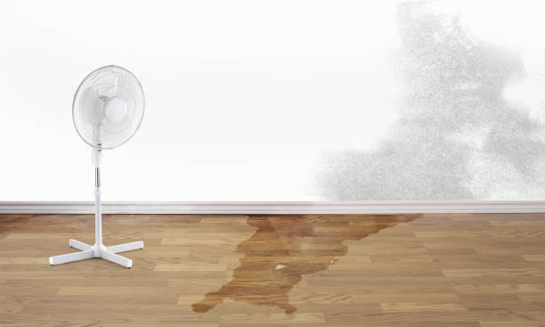 Best Professional water damage repair  in Badger, AK